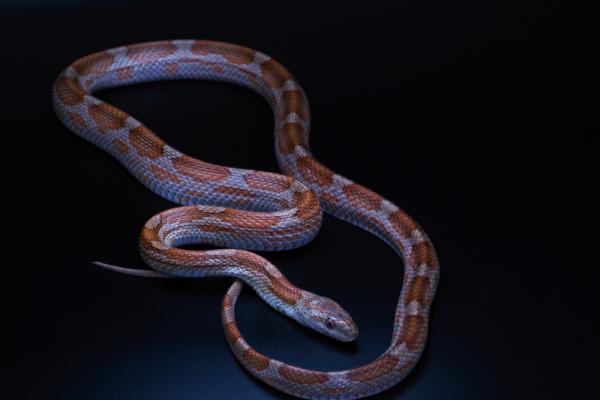 0,1 Cinder Motley, het Hypo